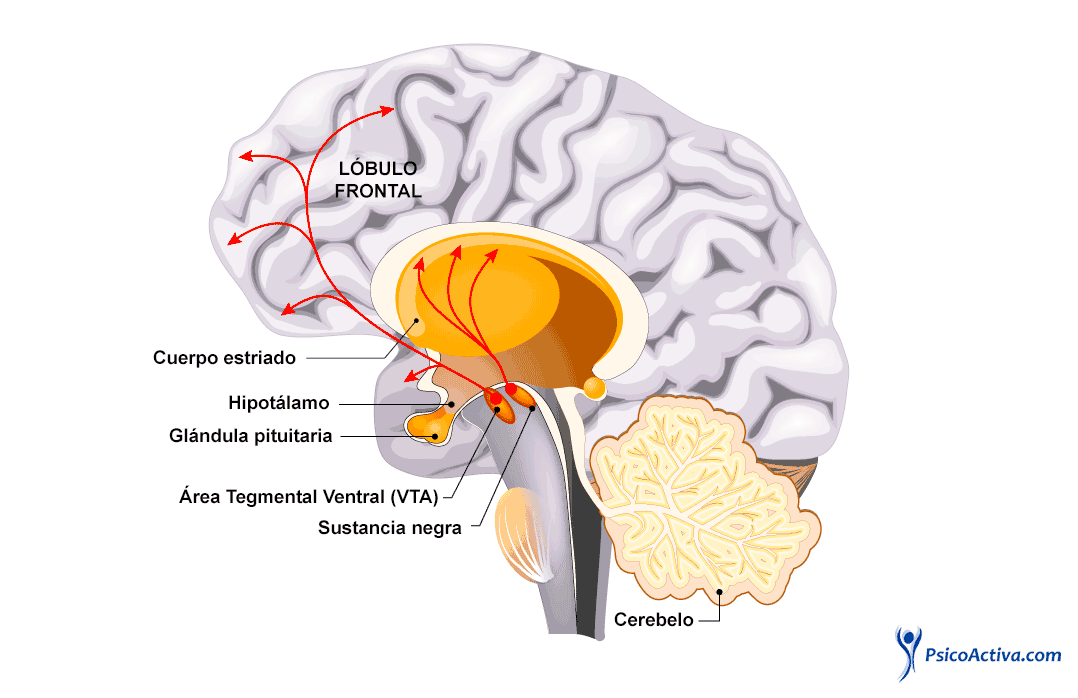 Nigrostriatal: Descubre sus Estructuras y Funciones Clave 2 nigrostriatal descubre sus estructuras y funciones clave