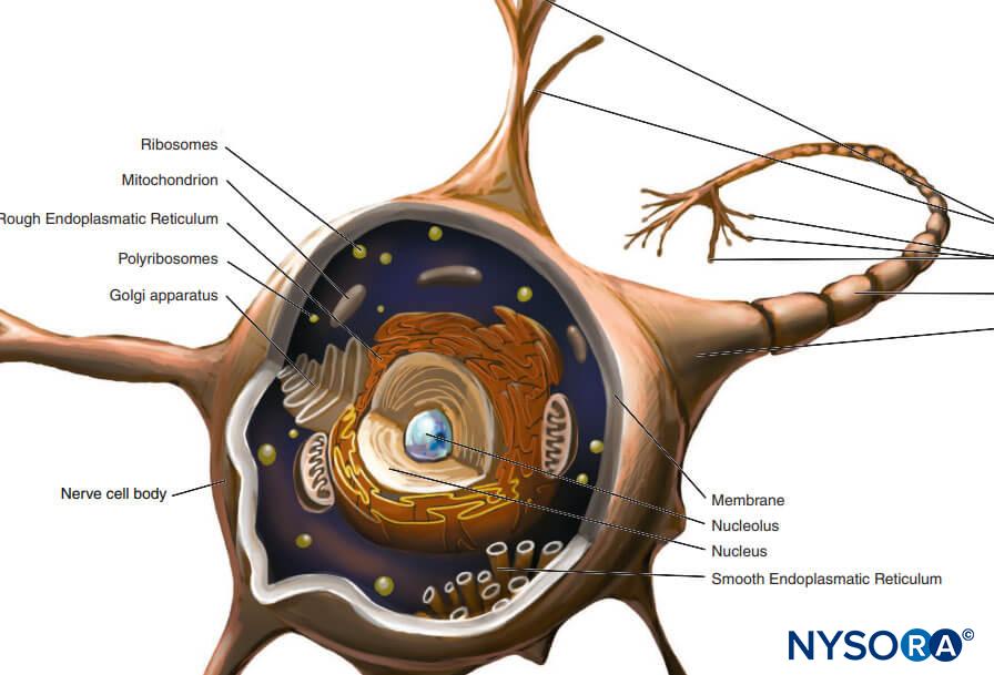 Nissl Bodies: Funciones Clave en tu Cerebro Reveladas 2 nissl bodies funciones clave en tu cerebro reveladas