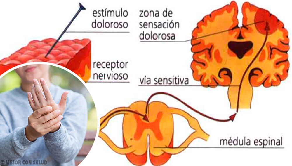 NOCICEPTORES del DOLOR: TIPOS y DEFINICIÓN ESENCIAL 2 nociceptores del dolor tipos y definicion esencial