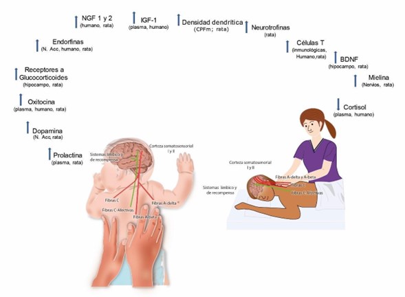 nociceptores que son y sus tipos esenciales en terapia