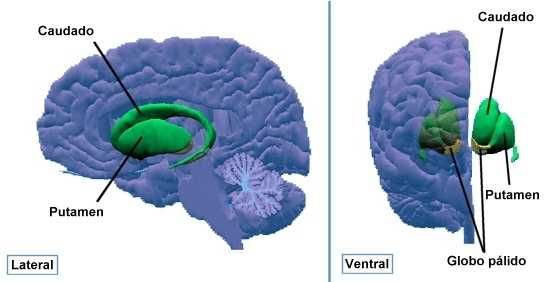 NÚCLEO ESTRIADO: ESTRUCTURA y FUNCIONES en el CEREBRO 6 nucleo estriado estructura y funciones en el cerebro