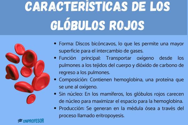 NÚCLEO ROJO: DESCUBRE sus FUNCIÓNES y CARACTERÍSTICAS 2 nucleo rojo descubre sus funciones y caracteristicas