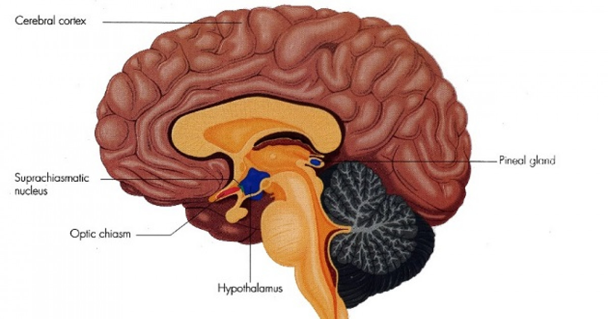 nucleo supraquiasmatico el reloj interno del cerebro