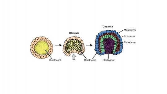 Nucleoplasma: Funciones Clave y Estructura Esencial 2 nucleoplasma funciones clave y estructura esencial