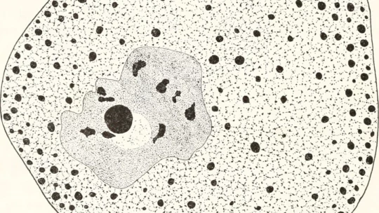 Nucleoplasma: QUÉ ES FUNCIONES y COMPONENTES ESENCIALES 2 nucleoplasma que es funciones y componentes esenciales
