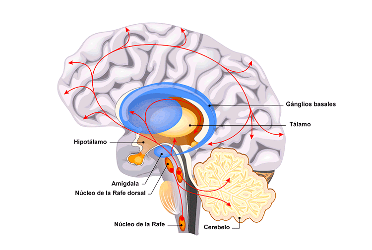NÚCLEOS DEL RAFE: Descubre sus FUNCIONES en el CEREBRO 19 nucleos del rafe descubre sus funciones en el cerebro