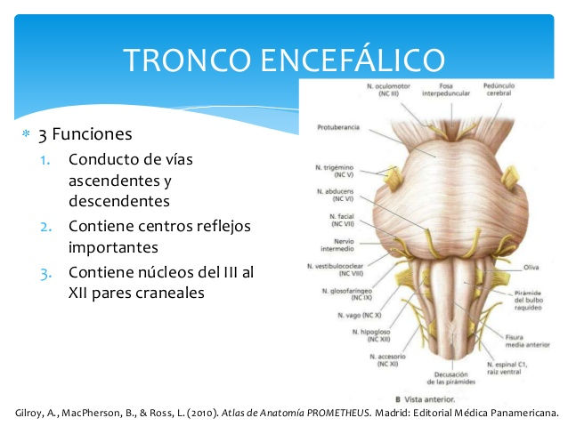 nucleos del tronco encefalico estructuras y funciones clave
