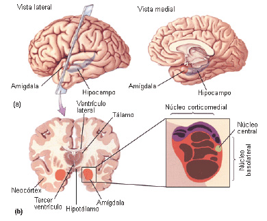 Núcleos Septales: Clave Oculta del Sistema Nervioso 2 nucleos septales clave oculta del sistema nervioso