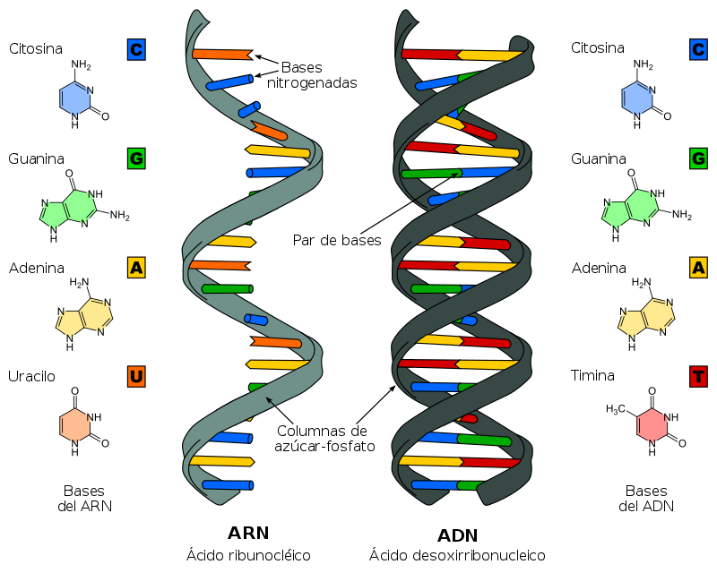 Nucleótidos DEL ADN: QUÉ SON FUNCIONES y CARACTERÍSTICAS 2 nucleotidos del adn que son funciones y caracteristicas