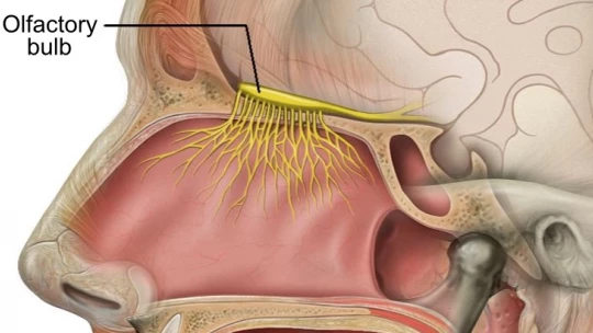 Olfactory Bulb: Funciones Clave y Datos Sorprendentes 36 olfactory bulb funciones clave y datos sorprendentes