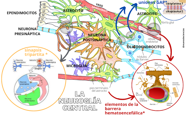 Oligodendrocitos en Neurociencia: Funciones y Tipos Clave 40 oligodendrocitos en neurociencia funciones y tipos clave