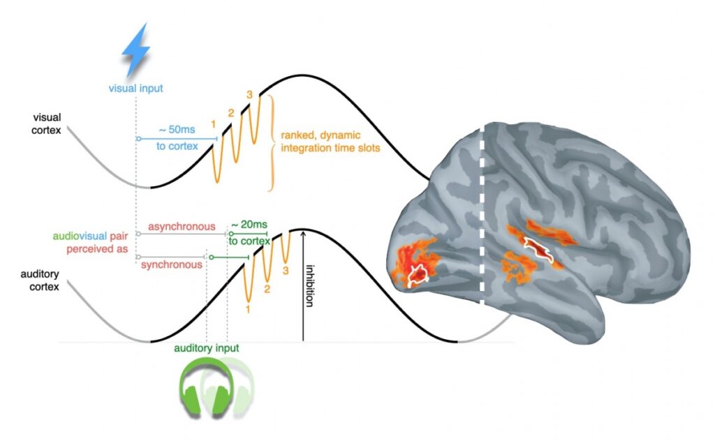 ONDAS CEREBRALES: TIPOS y su IMPACTO en tu VIDA DIARIA 2 ondas cerebrales tipos y su impacto en tu vida diaria