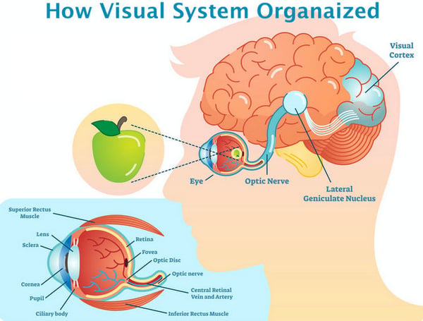 Optic Chiasm: FUNCIONES y CARACTERÍSTICAS Esenciales 2 optic chiasm funciones y caracteristicas esenciales