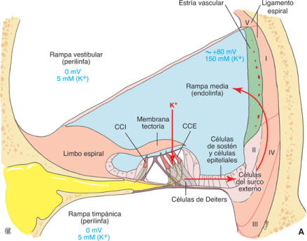 Órgano de Corti: Función y Características Sorprendentes 2 organo de corti funcion y caracteristicas sorprendentes