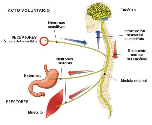 ÓRGANO EFECTOR: Qué SON y Tipos en el Cuerpo HUMANO 2 organo efector que son y tipos en el cuerpo humano