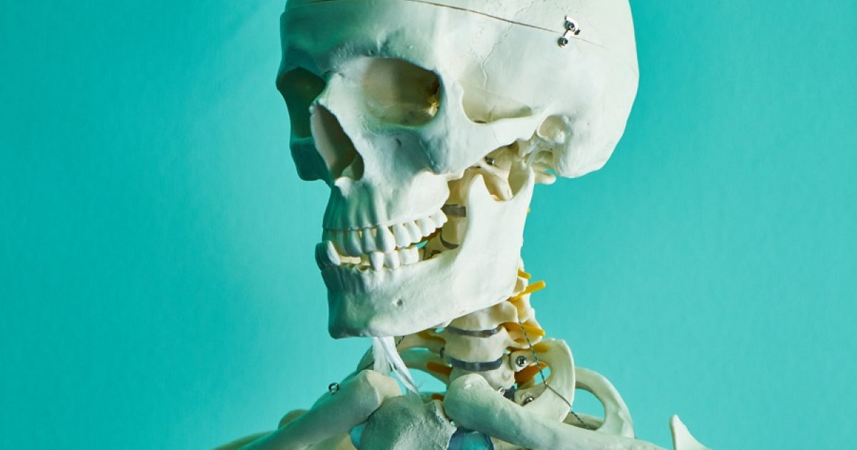 osteologia que es y que estudia esta rama de la anatomia