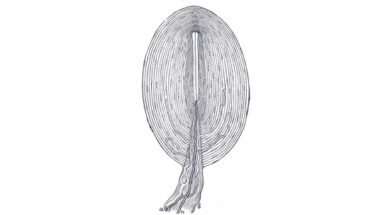 Pacinian CORPUSCLES: Función ESENCIAL en el CUERPO HUMANO 27 pacinian corpuscles funcion esencial en el cuerpo humano