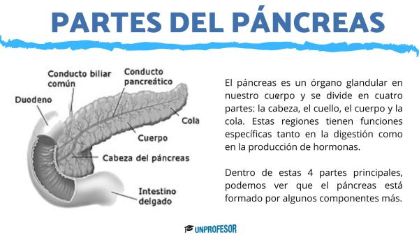 PÁNCREAS: Descubre sus FUNCIONES y PARTES ESENCIALES 2 pancreas descubre sus funciones y partes esenciales