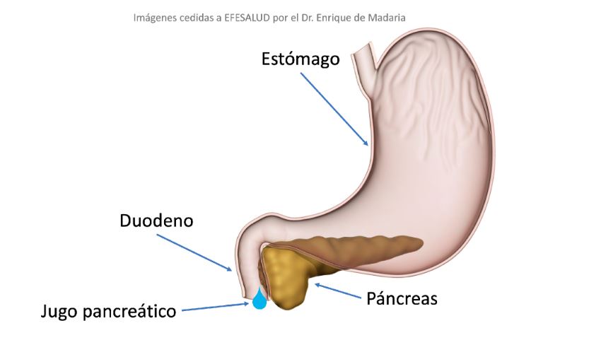 PÁNCREAS: FUNCIONES y PARTES Esenciales - Terapia Madrid 2 pancreas funciones y partes esenciales terapia madrid