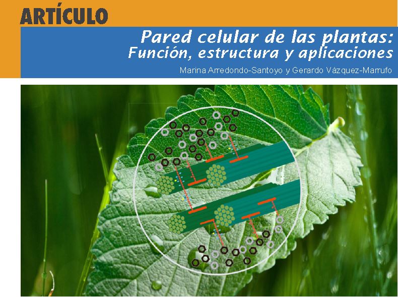 PARED CELULAR: FUNCIONES y CARACTERÍSTICAS que Debes Conocer 2 pared celular funciones y caracteristicas que debes conocer