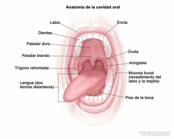 Partes de la BOCA y sus FUNCIONES - Terapia Online en MADRID 2 partes de la boca y sus funciones terapia online en madrid