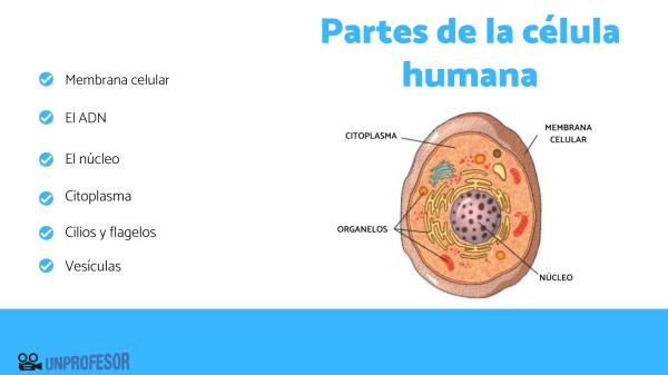 PARTES de la CÉLULA y SU FUNCIÓN - Resumen Esencial 11 partes de la celula y su funcion resumen esencial