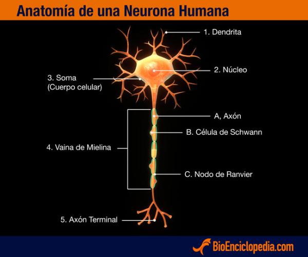 PARTES de la NEURONA - Descubre sus FUNCIONES Esenciales 2 partes de la neurona descubre sus funciones esenciales