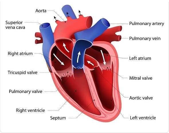 Partes del CORAZÓN HUMANO: ANATOMÍA y FUNCIONES ESENCIALES 2 partes del corazon humano anatomia y funciones esenciales
