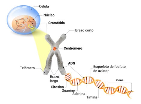 partes del cromosoma estructura y funciones esenciales