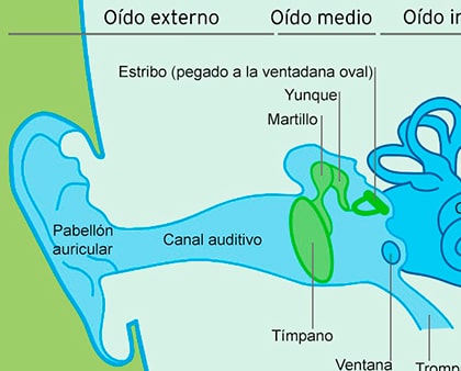 partes del oido descubre el proceso de recepcion del sonido