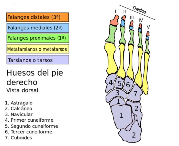 Partes del PIE HUMANO: Cuántos HUESOS tiene un AdULTO 2 partes del pie humano cuantos huesos tiene un adulto
