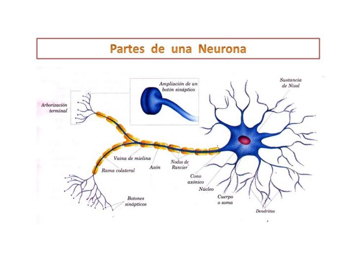 Partes y Funciones de la Neurona: ¡Descúbrelas Aquí! 2 partes y funciones de la neurona descubrelas aqui