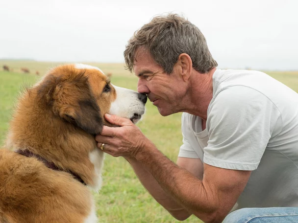 peliculas con perros las 11 mejores para amar y disfrutar