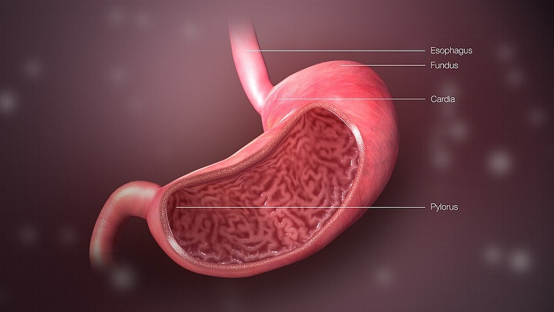 PEPSINA: Qué es y sus FUNCIONES ESENCIALES en la DIGESTIÓN 2 pepsina que es y sus funciones esenciales en la digestion