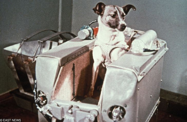 Perros que Cambiaron la Historia: ¡Descubre sus Historias! 40 perros que cambiaron la historia descubre sus historias