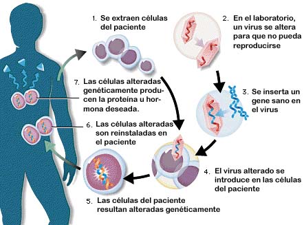 pleiotropia descubre su impacto en los rasgos humanas