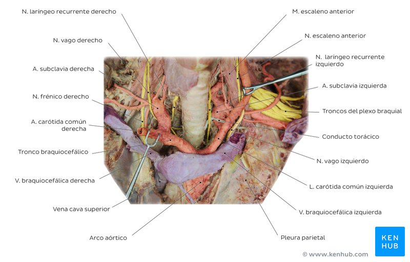 Plexo Cervical: Descubre sus PARTES y FUNCIÓN Esencial 2 plexo cervical descubre sus partes y funcion esencial