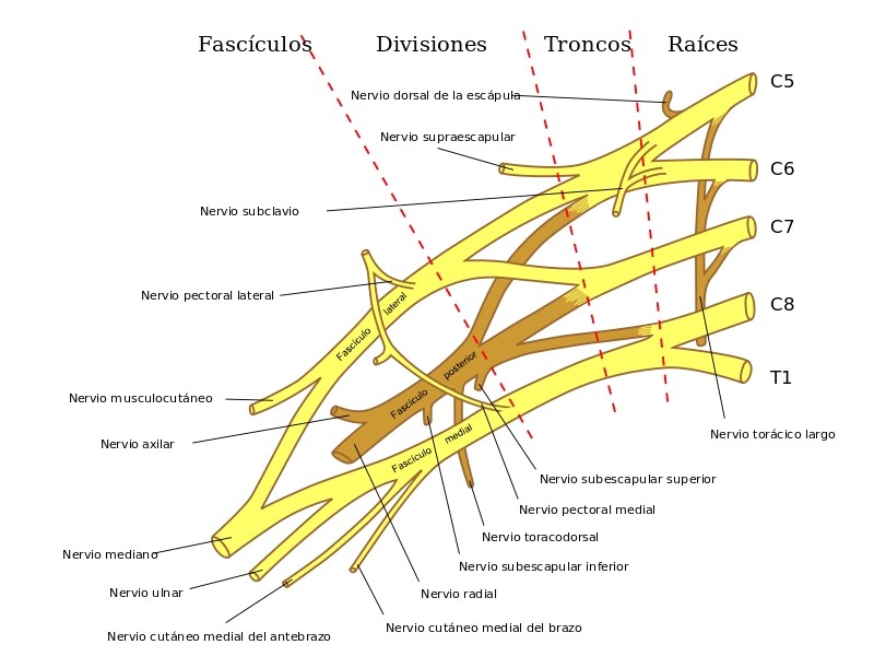 Plexo Cervical: DESCUBRE sus PARTES y FUNCIONES Esenciales 2 plexo cervical descubre sus partes y funciones esenciales