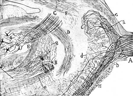 plexos de auerbach y meissner funcion oculta que sorprende