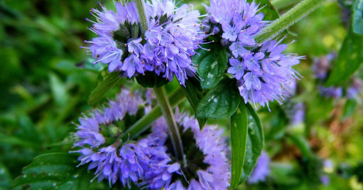 Poleo MENTA: 7 PROPIEDADES y BENEFICIOS para tu SALUD 2 poleo menta 7 propiedades y beneficios para tu salud
