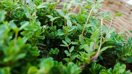 POLEO MENTA: PROPUESTAS SALUDABLES y BENEFICIOS EN MADRID 2 poleo menta propuestas saludables y beneficios en madrid