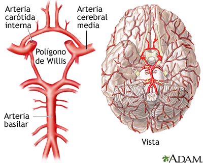 Polígono de WILLIS: Descubre sus PARTES y ARTERIAS CLAVE 2 poligono de willis descubre sus partes y arterias clave