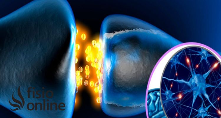POTENCIAL DE ACCIÓN: FASES y FUNCIONES en Terapia Online 18 potencial de accion fases y funciones en terapia online