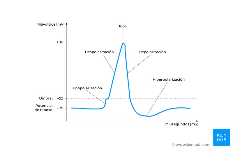 POTENCIAL DE MEMBRANA EN REPOSO: Cómo AFECTA a las NEURONAS 2 potencial de membrana en reposo como afecta a las neuronas