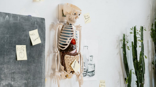 Preguntas de ANATOMÍA - 70 Preguntas sobre el CUERPO HUMANO 2 preguntas de anatomia 70 preguntas sobre el cuerpo humano