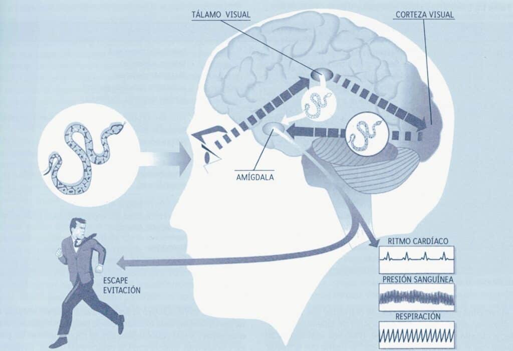 Premórbido: SIGNIFICADO y su IMPACTO en tu SALUD MENTAL 2 premorbido significado y su impacto en tu salud mental