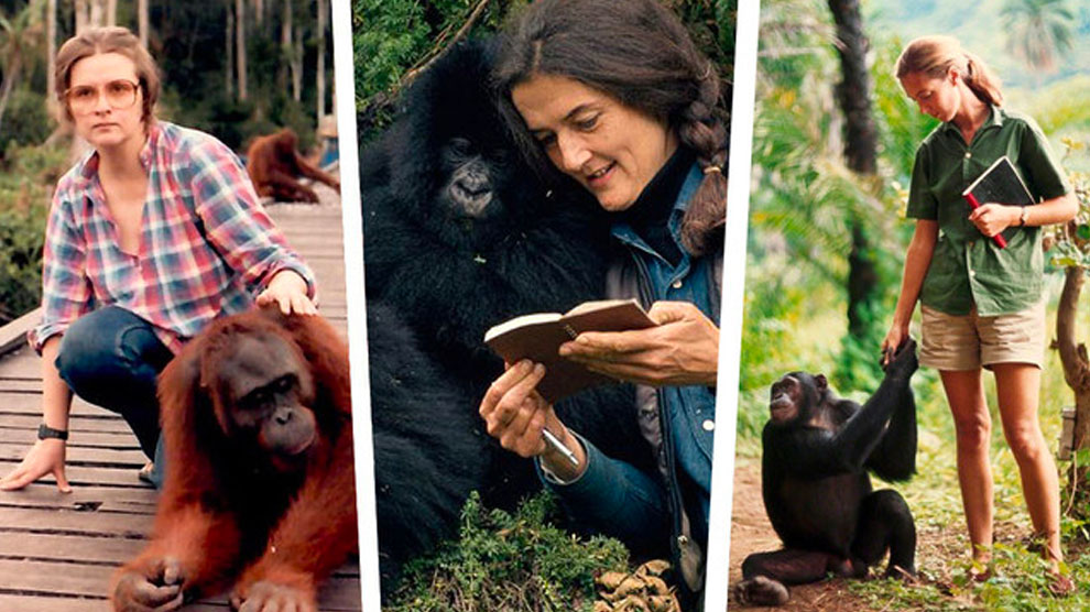 Primatología: DESCUBRE su IMPORTANCIA y cómo se INVESTIGA 39 primatologia descubre su importancia y como se investiga