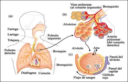 Proceso de la RESPIRACIÓN: FASES que Transforman tu CUERPO 2 proceso de la respiracion fases que transforman tu cuerpo