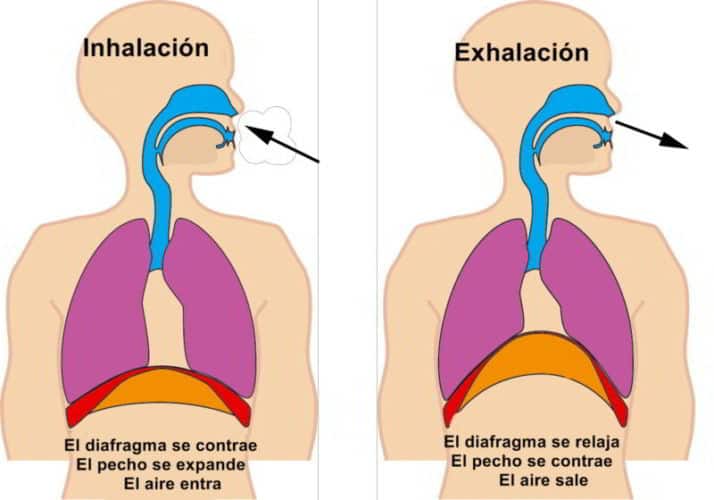 proceso de la respiracion humana fases y etapas claras