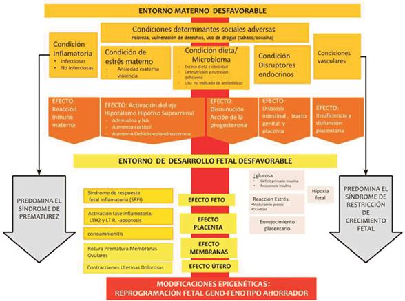 Progesterona: FUNCIONES CLAVE y Efectos DESBALANCEADOS 2 progesterona funciones clave y efectos desbalanceados